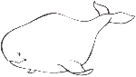 baleineau